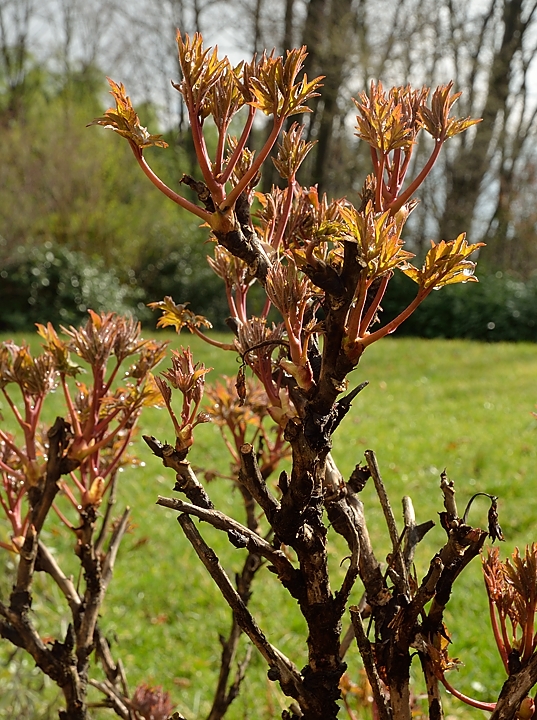 20140227-001-Spring.jpg - ten year old tree peony: one can already see the flowers