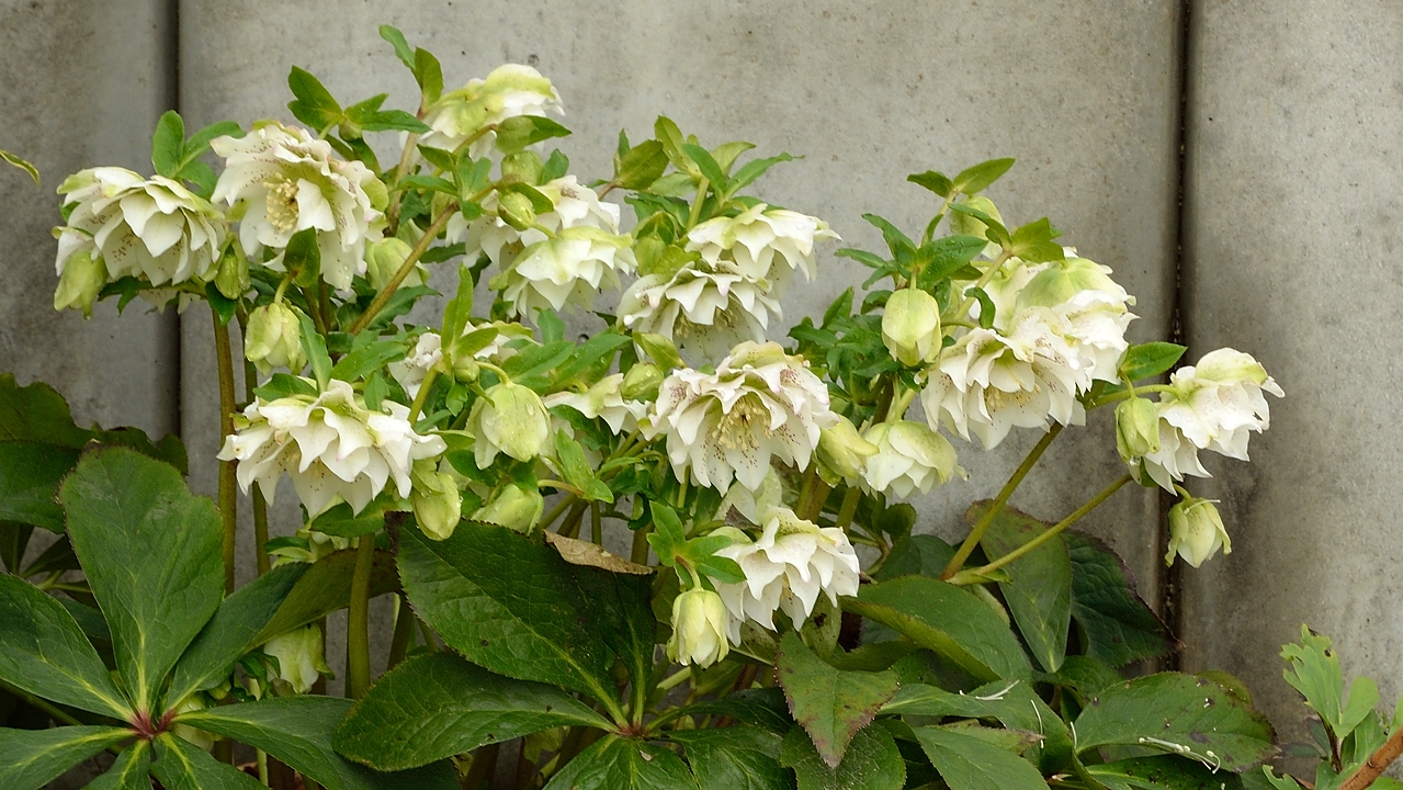 20140227-004-Spring.jpg - Christmas roses (helleborus niger) ... they are supposed to have flowers at Christmas but this is never the case, as usual the flowers arrived in february