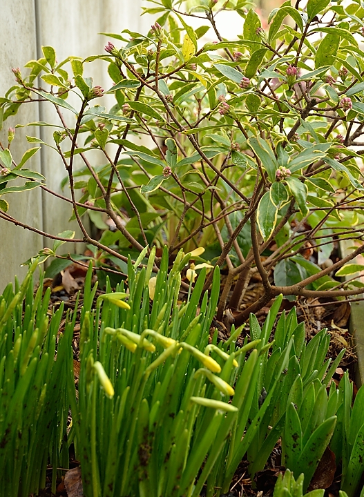 20140227-005-Spring.jpg - The daffodils are almost out, even in the shadow