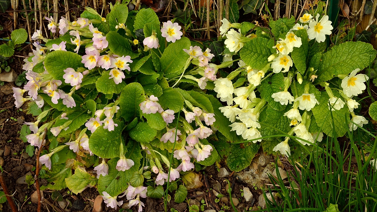 20140227-007-Spring.jpg - The primeroses are almost over, they are flowering since end of january