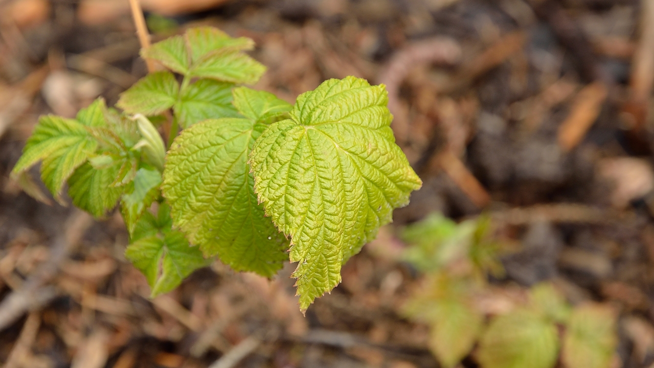 20140227-008-Spring.jpg - Rasberries: they never stopped flowering this winter, but of course they never went very far as a single frost night is enough to dicourage them