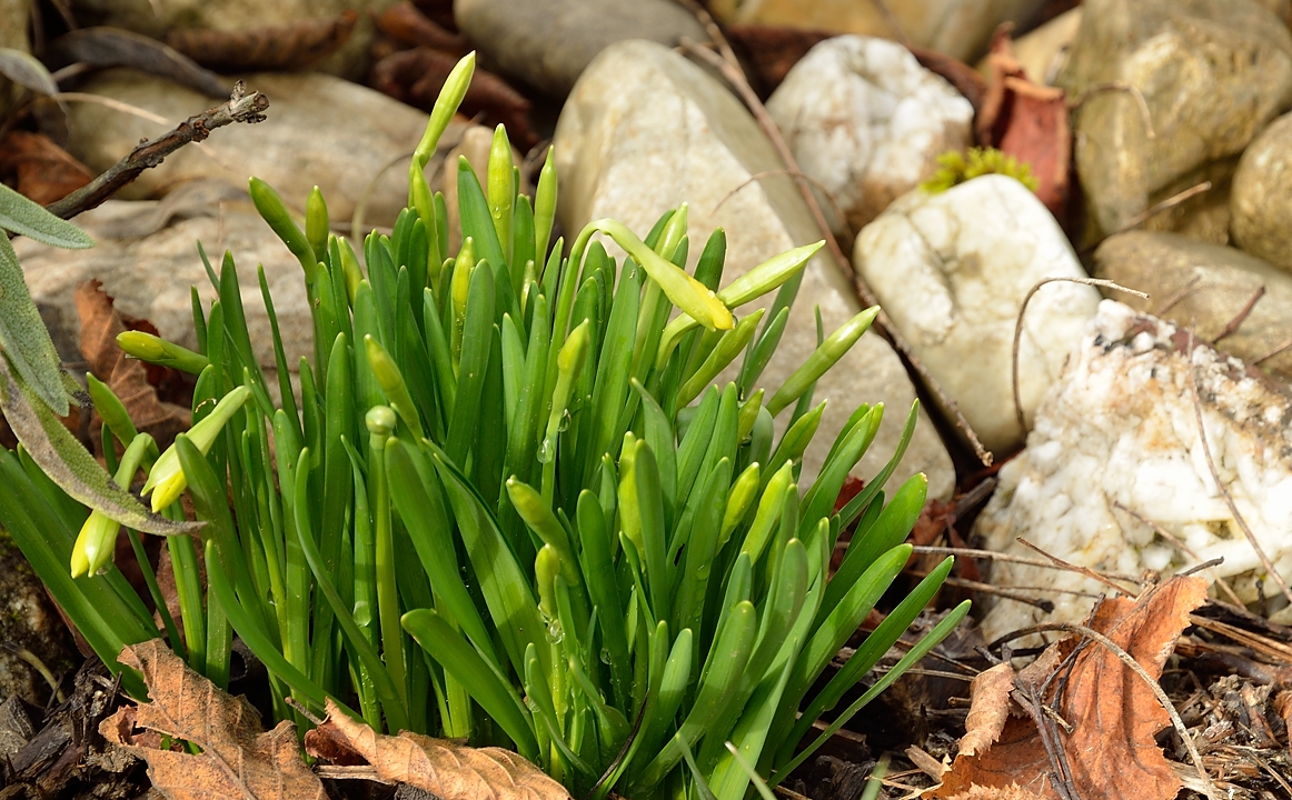 20140227-014-Spring.jpg