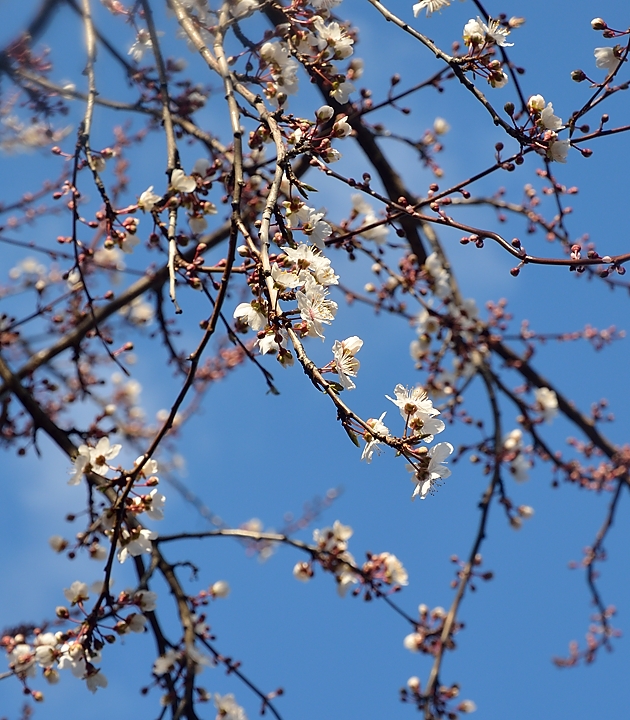 20140302-032-Spring.jpg - A wild plum tree