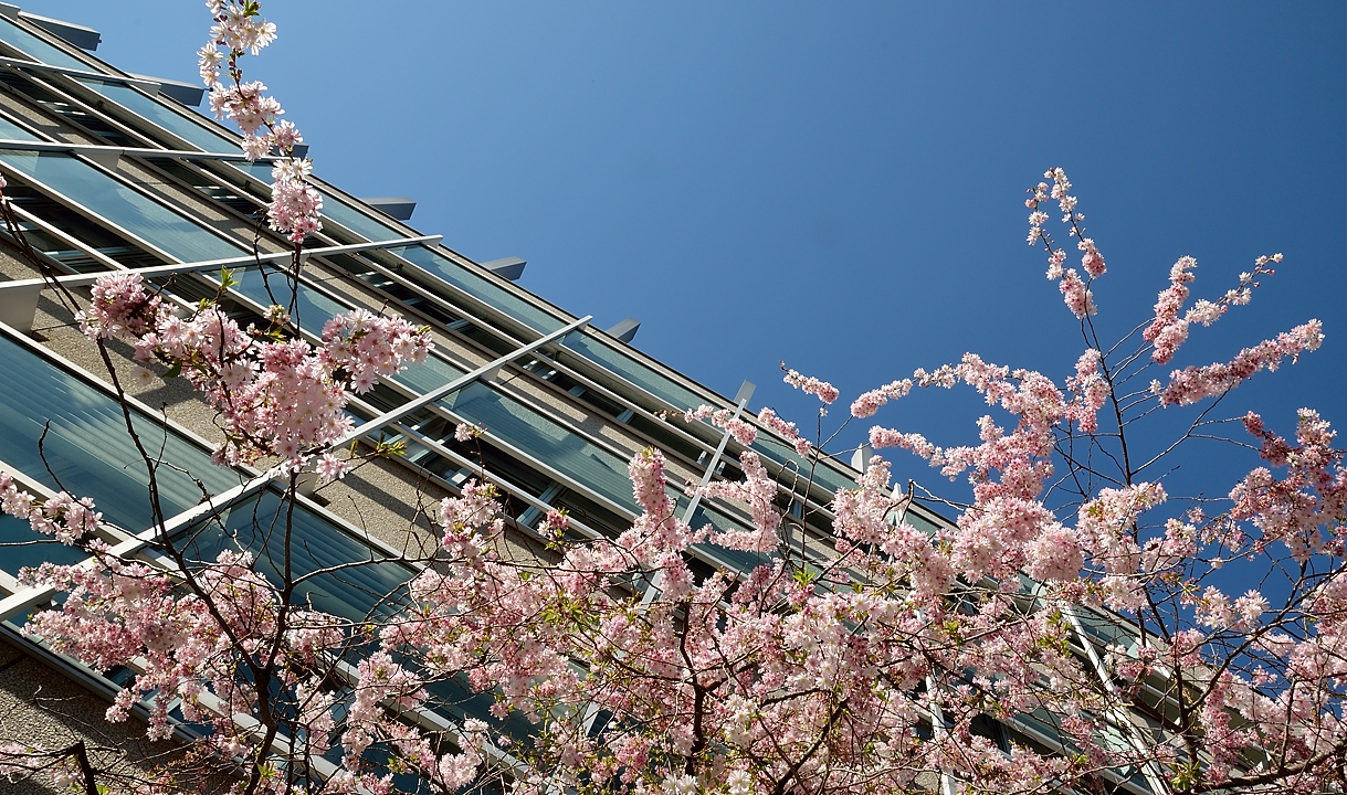 20140320-049-ETHZ.jpg - Views around ETH and university: flowers for software ? not as ugly as some like to say