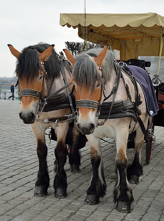 20140328-050-Dresden.jpg - Disneyland