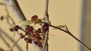 20140328-018-Dresden