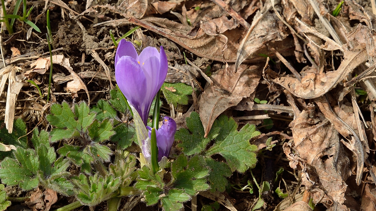 20140330-010-AiguillettesVauj.jpg - des crocus --- tout pres du parking