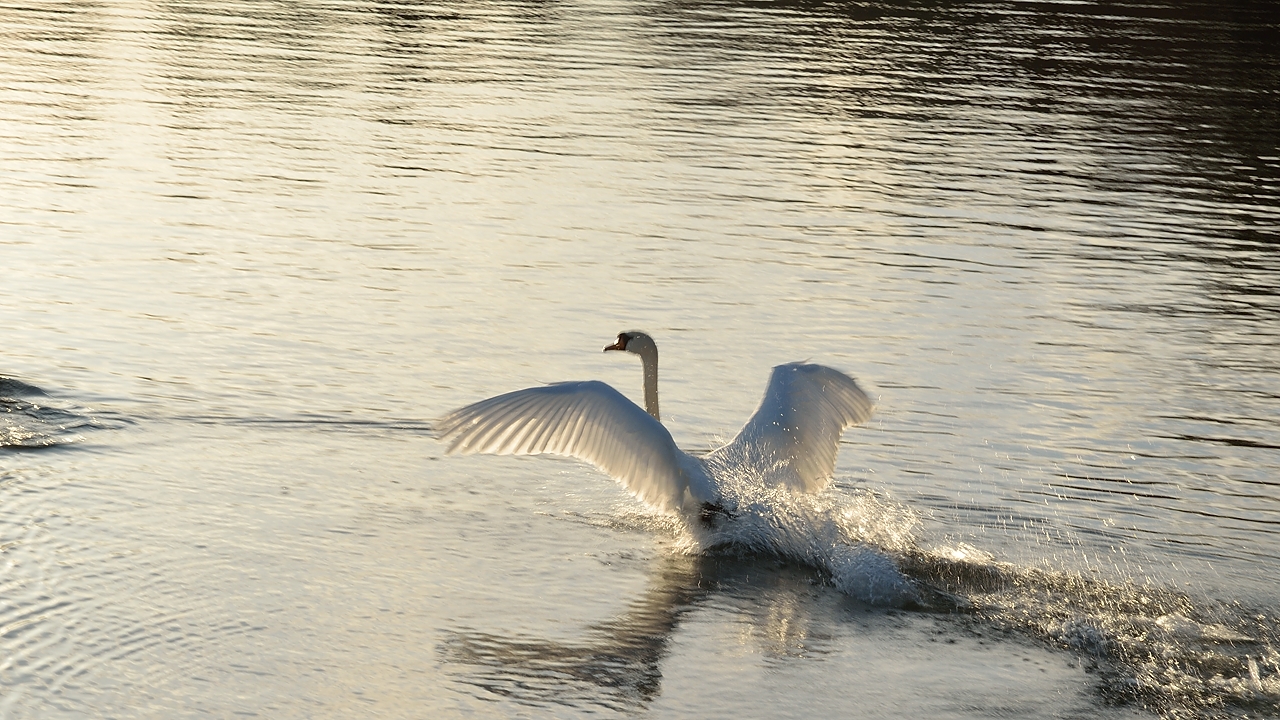 20140413-111-Upps+Stockh.jpg - ... with beautiful swans in the sunrise