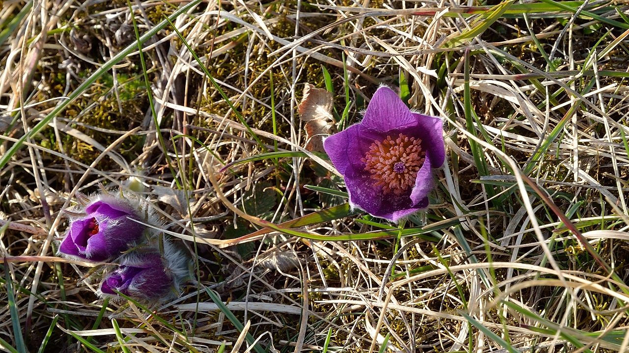 20140413-131-Upps+Stockh.jpg - A meadow anemone (puslatilla) in the not yet really green grass