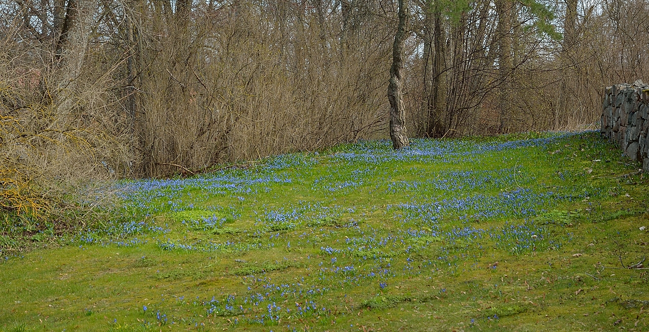 20140413-147-Upps+Stockh.jpg - in the shadow the grass is already green and full of scilla and forget-me-not (myosotis)