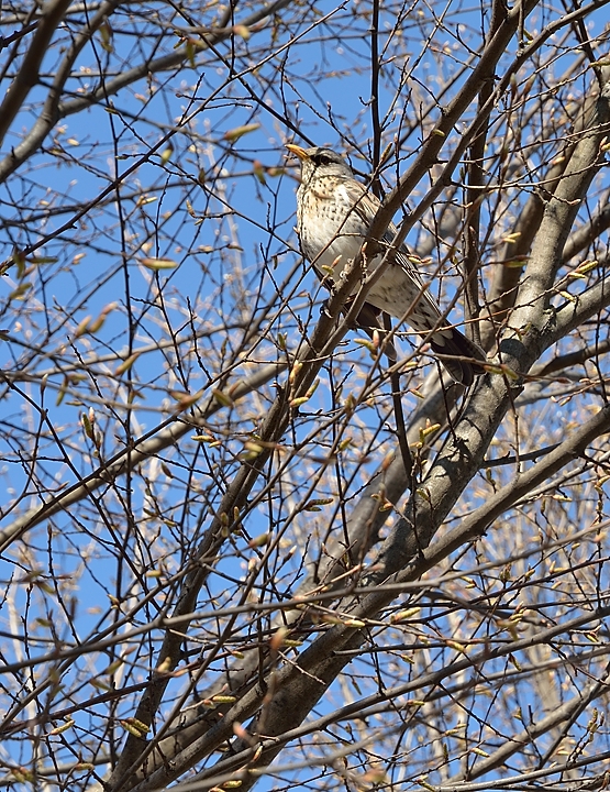 20140412-052-Upps+Stockh.jpg - A  lark singing up there
