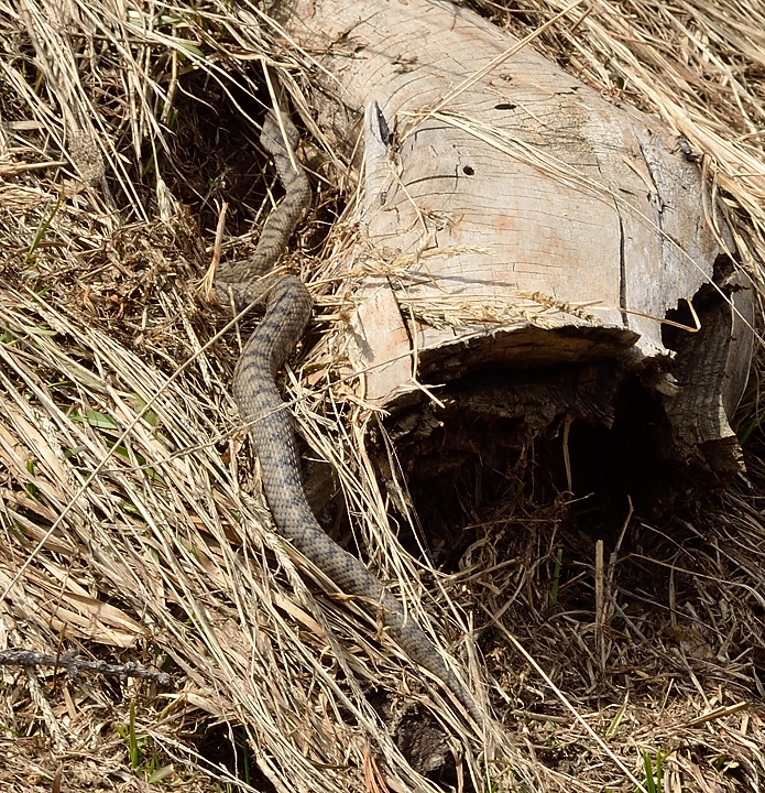 20140426-030-Scolette.jpg - une sympathique vipere (berus)