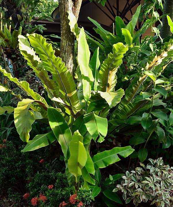 20140515-019-Singapore.jpg - These ferns are wonderful here !  ... mine at home are never like that