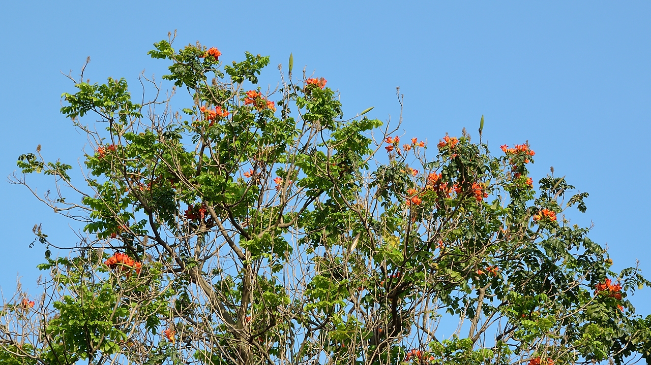 20140515-020-Singapore.jpg - A kind of "flamboyant" (in fact, not really, but nevertheless from the fabaceae family)