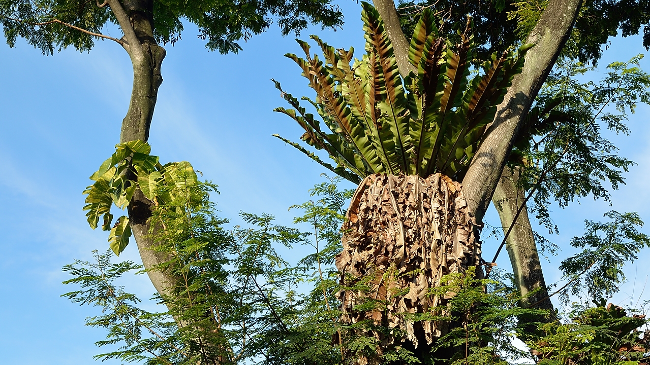 20140515-023-Singapore.jpg -  These ones are really impressive !