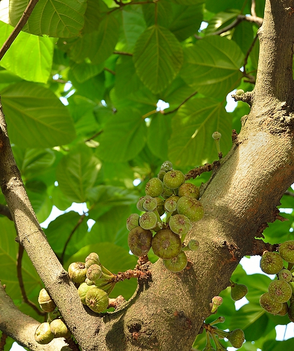 20140515-026-Singapore.jpg - Curious figs, but nevertheless figs (I didn't taste but it was written that thes are figs)