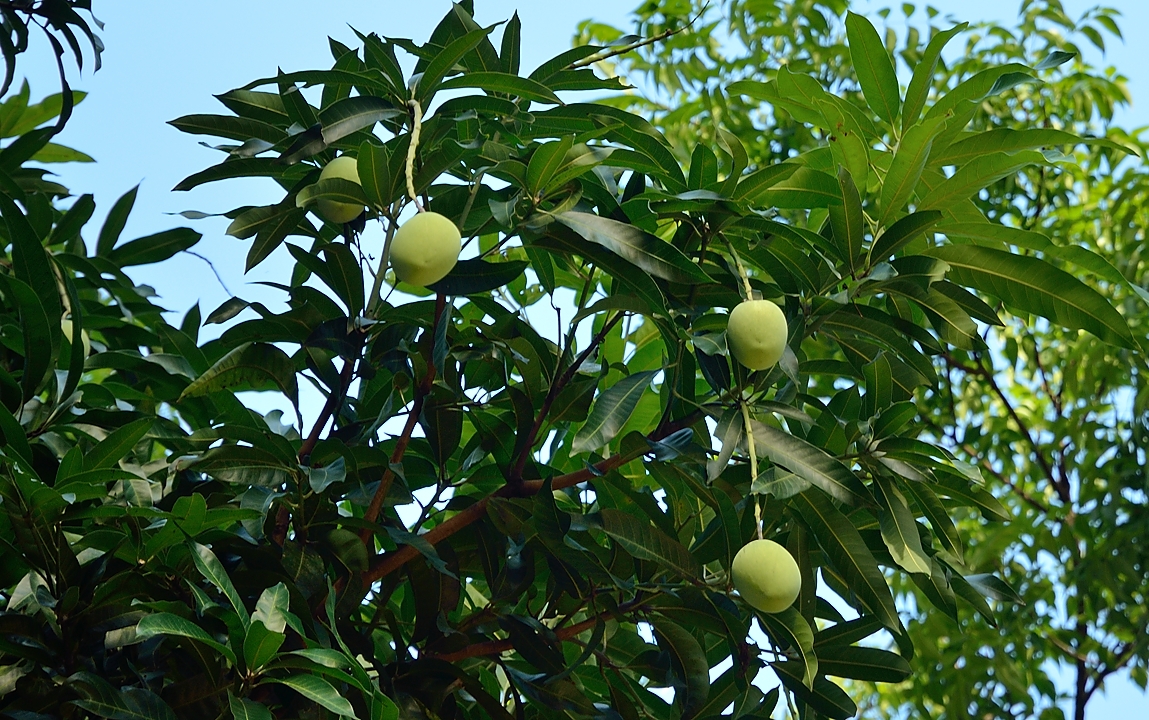 20140515-028-Singapore.jpg - Mango tree
