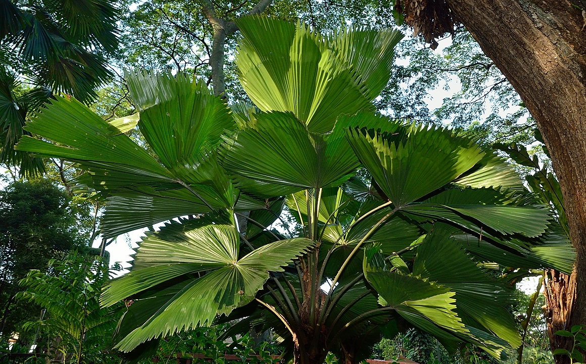 20140515-037-Singapore.jpg -  