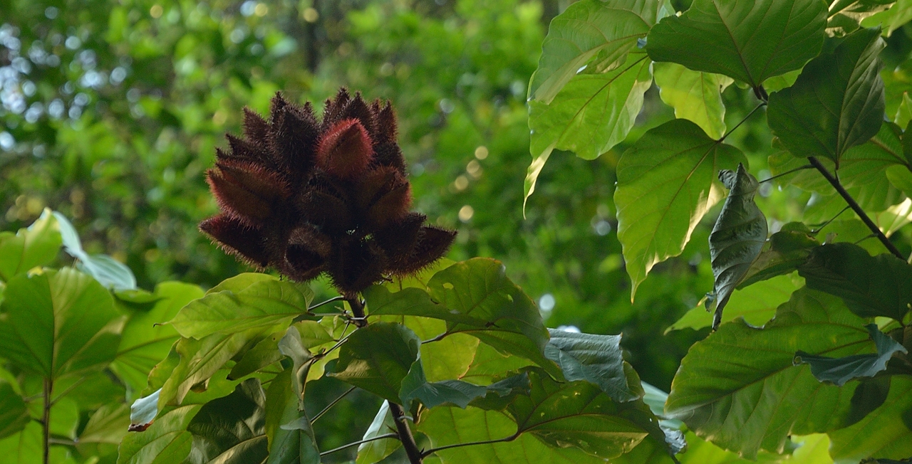20140515-049-Singapore.jpg -  ?