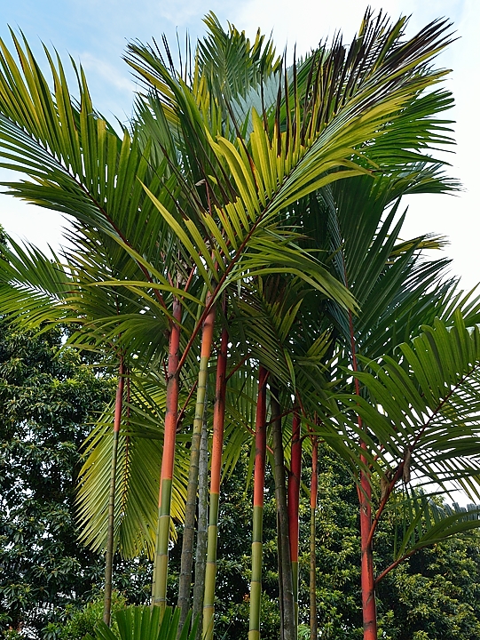 20140515-052-Singapore.jpg -  