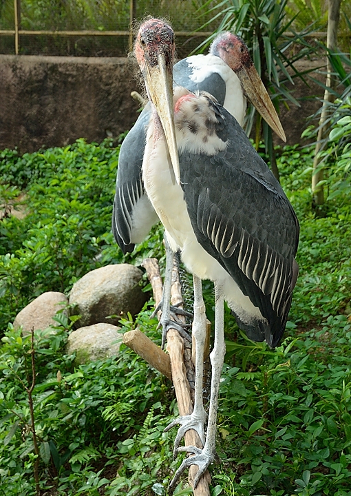 20140515-053-Singapore.jpg - These guys are not from here ... but they are so beautiful