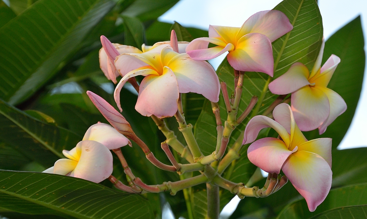 20140515-063-Singapore.jpg - Frangipani (or plumeria)