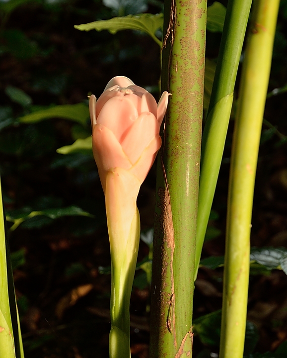 20140516-076-Singapore.jpg - Member of the ginger family