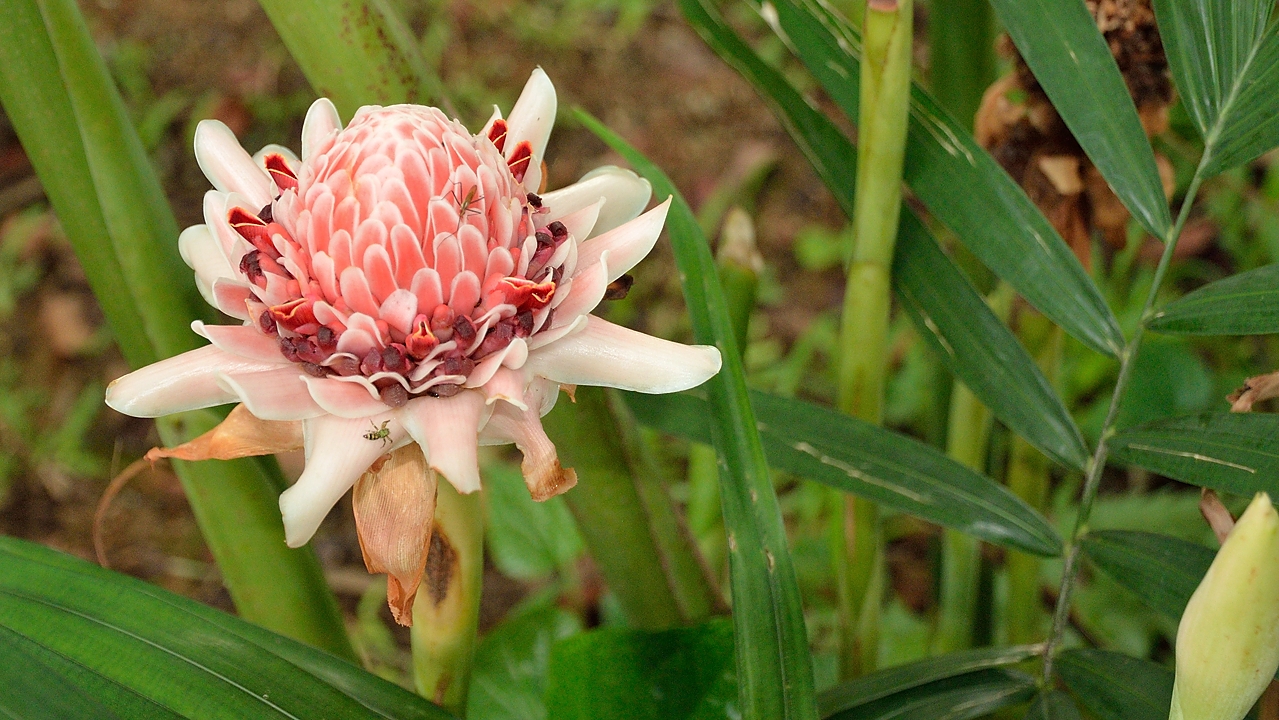 20140516-077-Singapore.jpg - Torch ginger