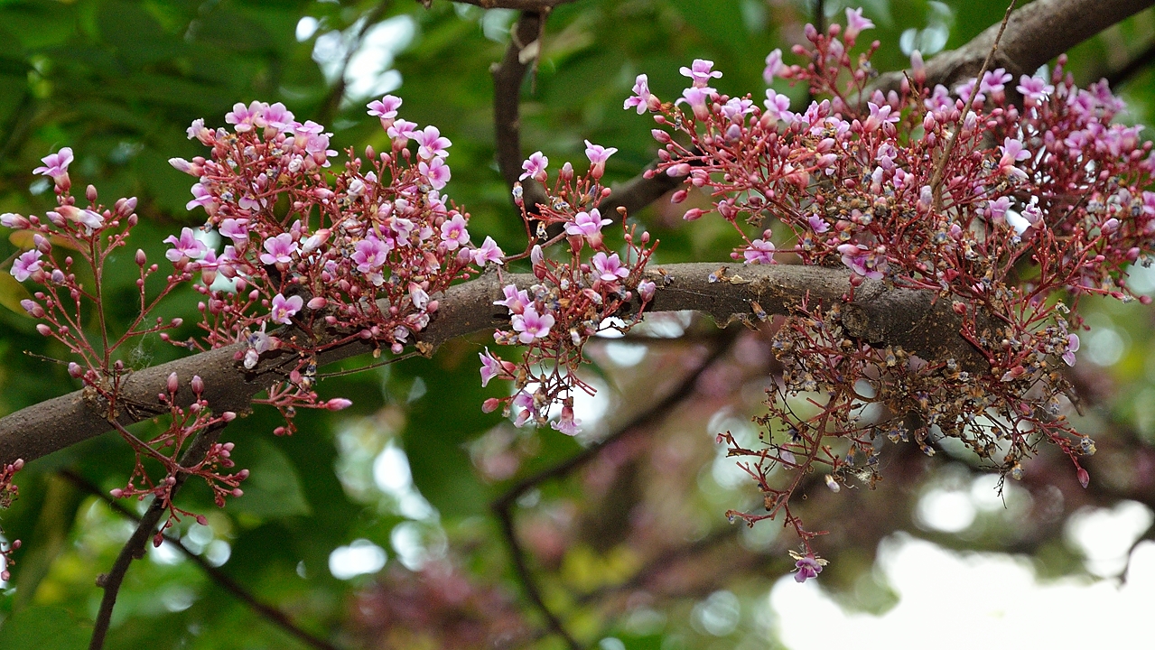 20140516-078-Singapore.jpg -  ?
