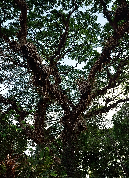 20140516-079-Singapore.jpg - An impressive tree
