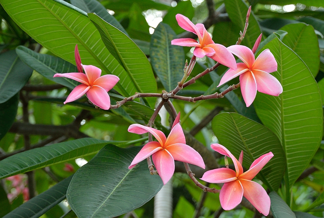 20140516-084-Singapore.jpg - Another frangipani