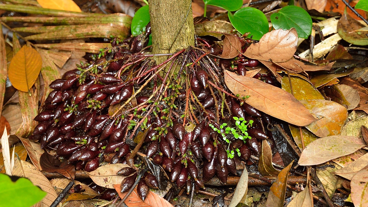 20140517-097-Singapore.jpg - Roots ?
