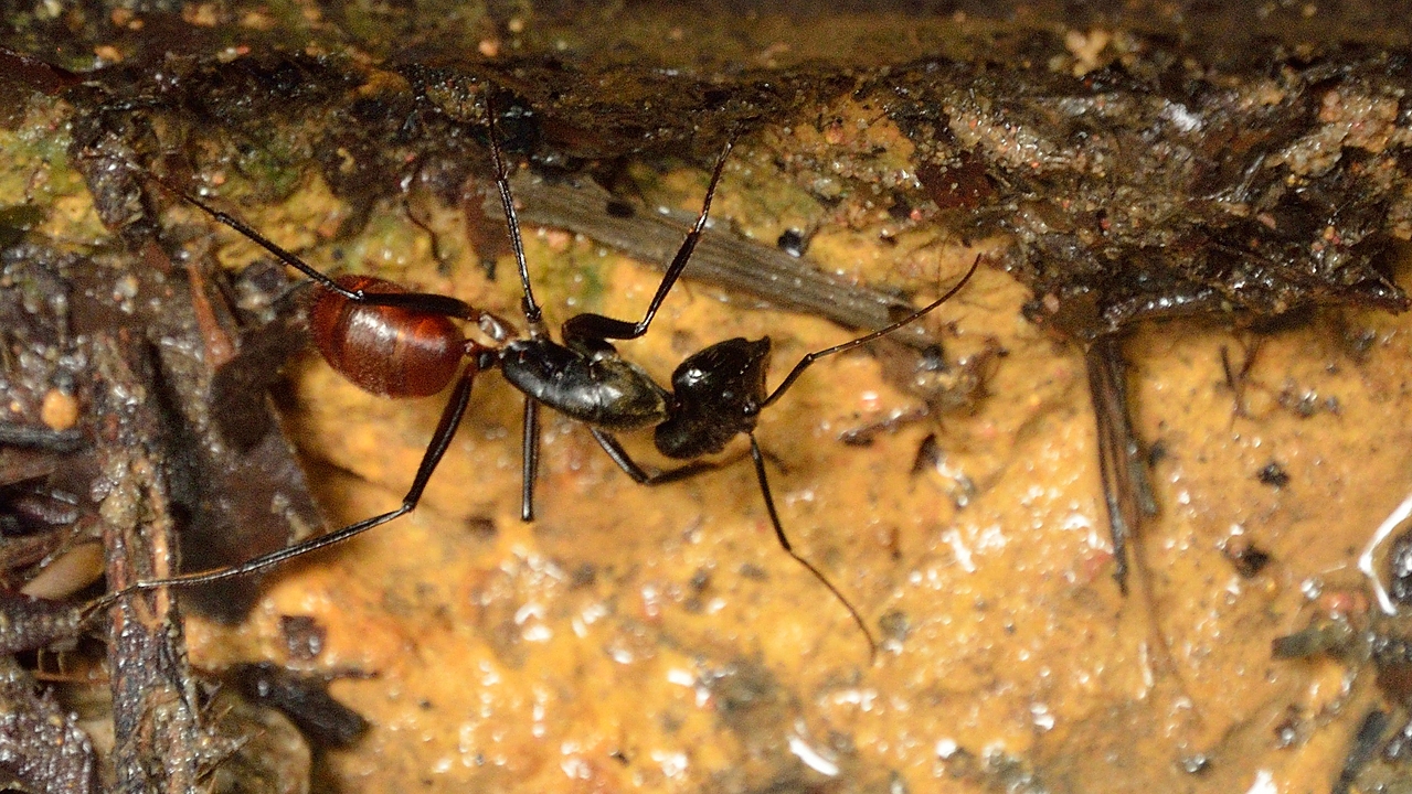 20140517-102-Singapore.jpg - Giant forest ant (Camponotus gigas)