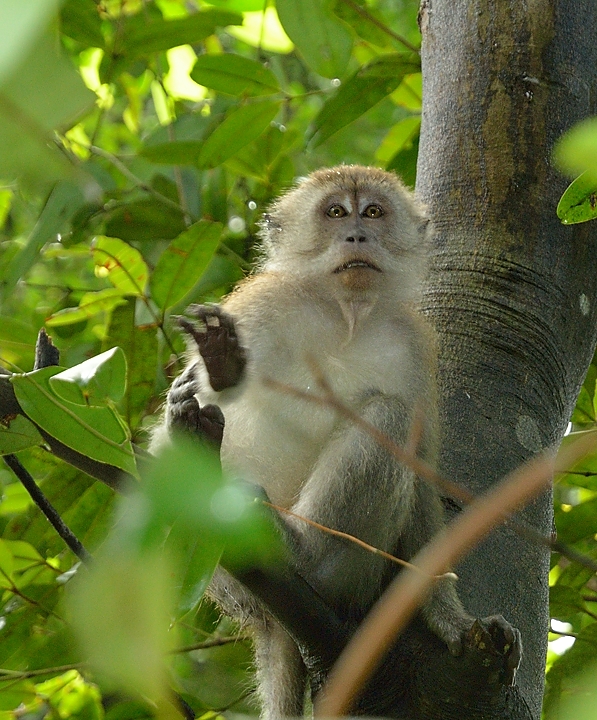 20140517-113-Singapore.jpg - At the end of the treetop walk: longtailed macaques waiting for a camara