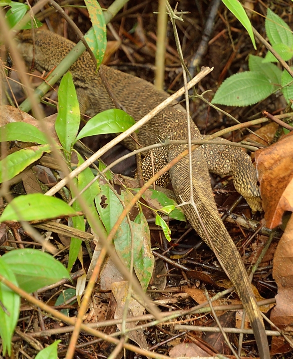20140517-132-Singapore.jpg - A really big lizard (50cm, not 95), but the only reasonable match I find is varanus nebulosus --- the clouded monitor 