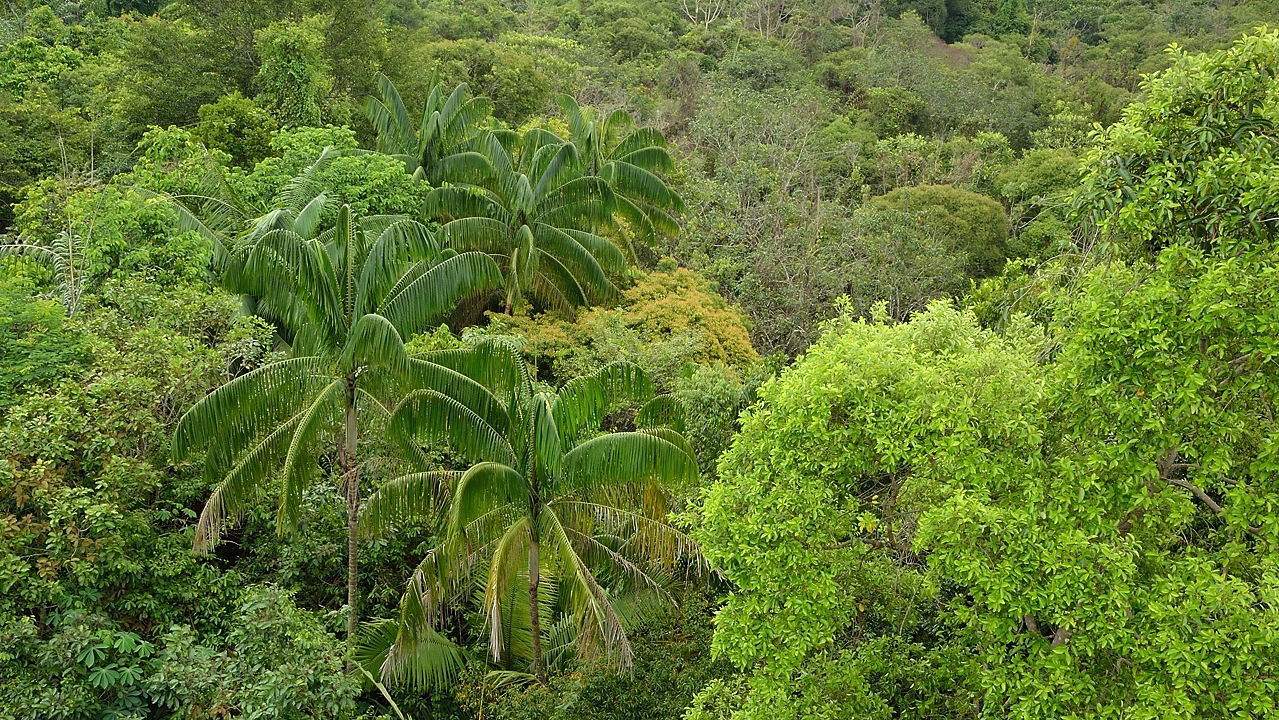 20140517-137-Singapore.jpg - Again the forest from above: this time from the Jelutong observation tower