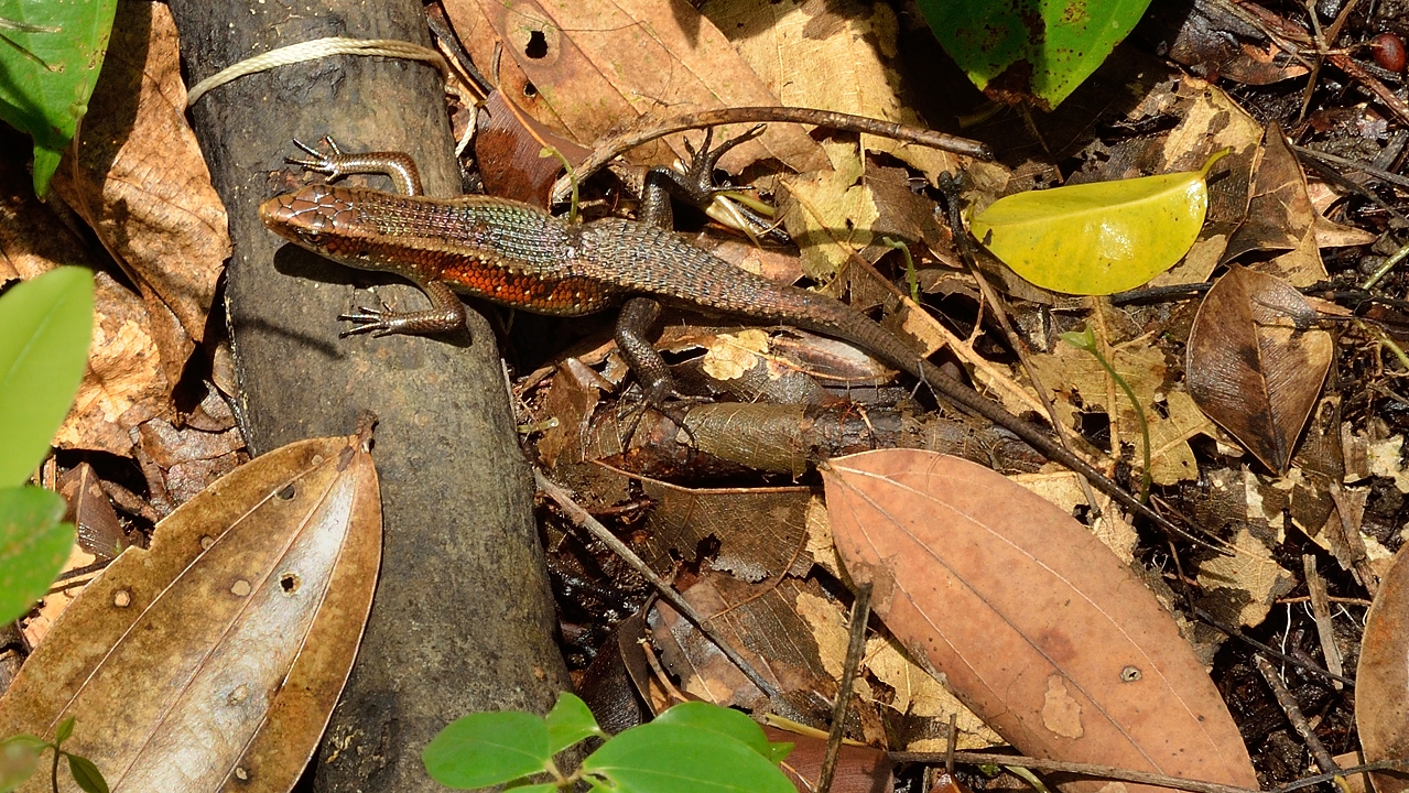 20140517-141-Singapore.jpg - Another, much smaller lizard: probably a common sun skink 