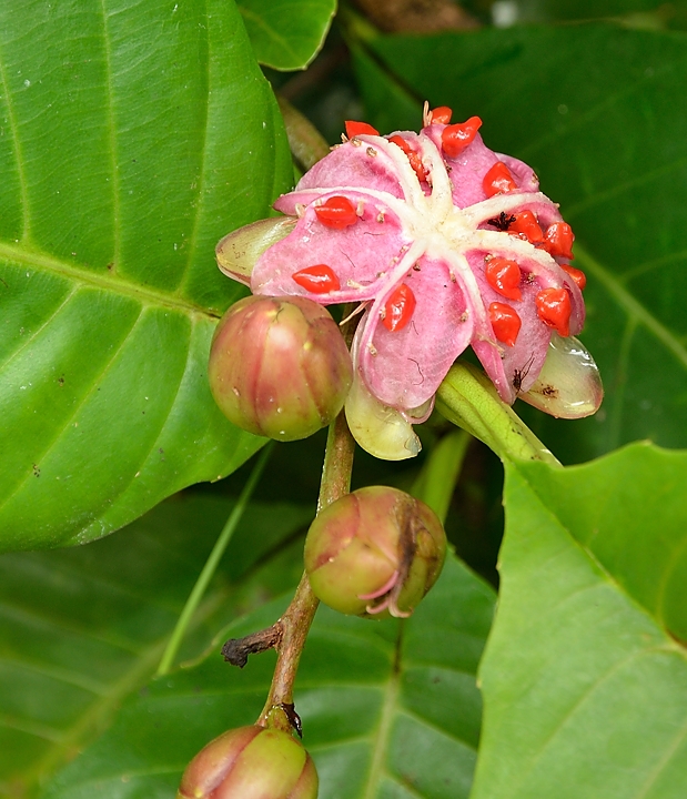 20140517-143-Singapore.jpg - ... and the fruit ...