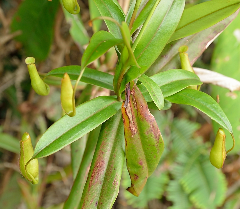 20140517-148-Singapore.jpg - Carnivorous beauty: a Nepenthes 