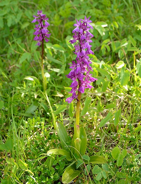 20140607-001-Moucherotte.jpg - Orchis, a regarder de pres aussi un orchis sureau