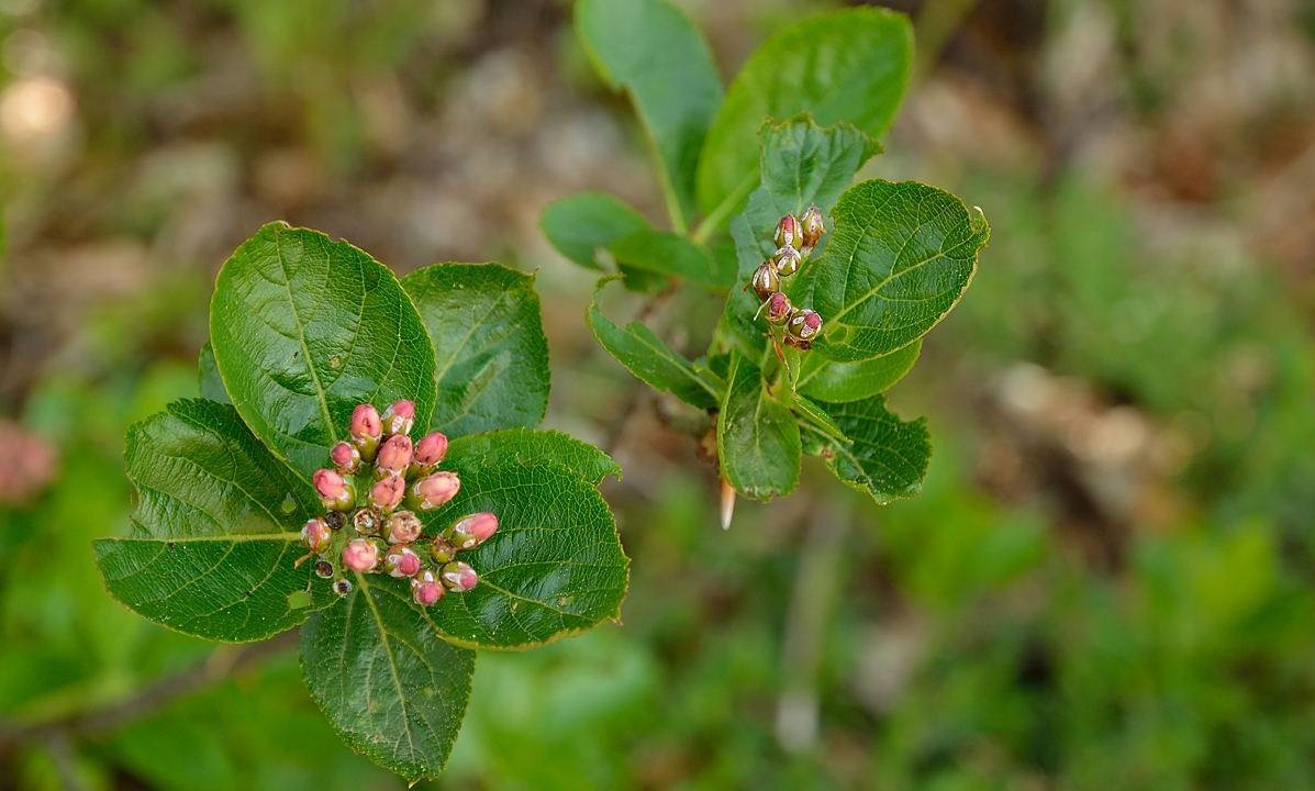 20140607-010-Moucherotte.jpg - un petit rosier, mais lequel ?