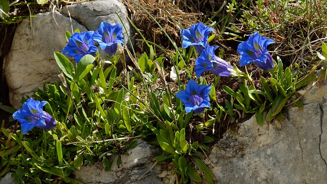 20140607-018-Moucherotte.jpg - Gentianes acaules
