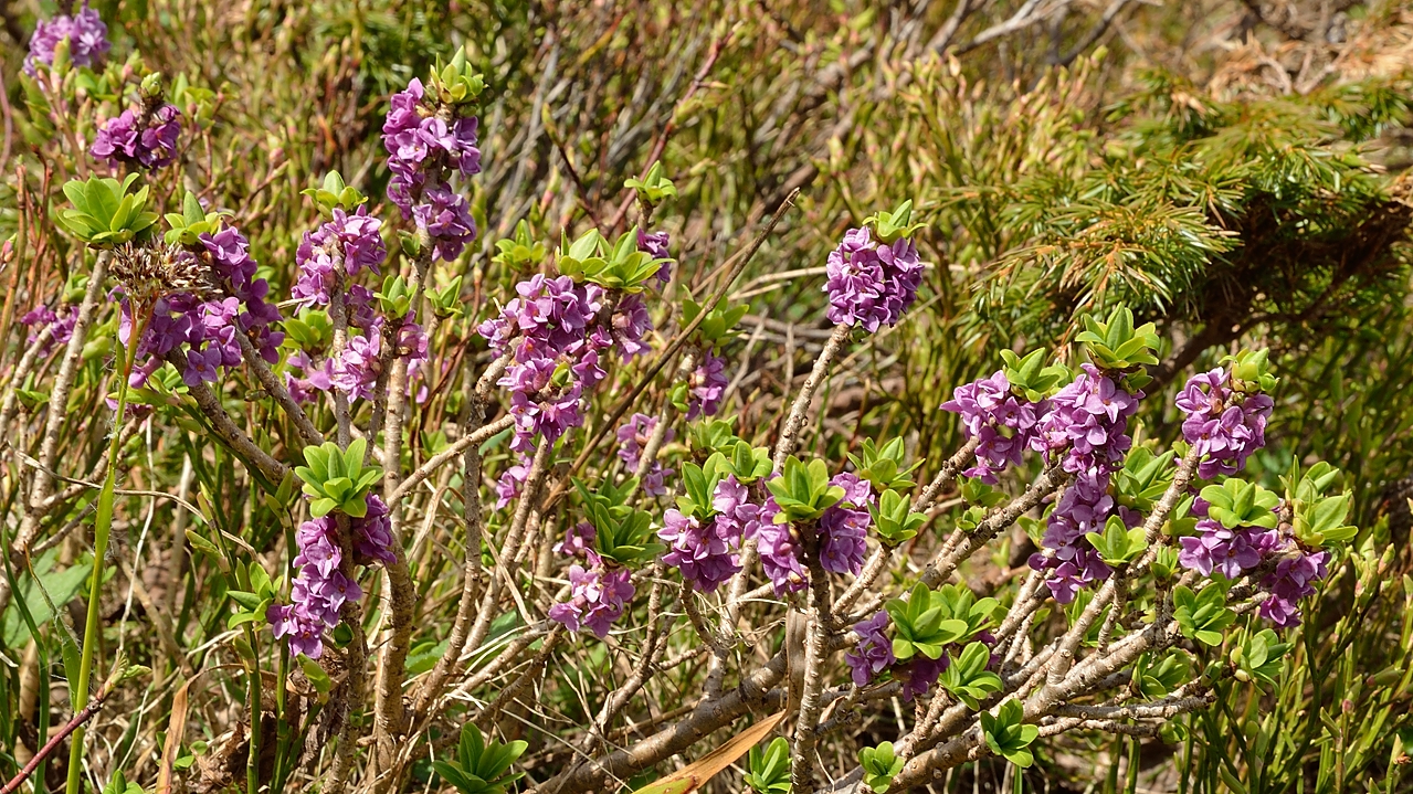 20140607-034-Moucherotte.jpg - Bois gentil