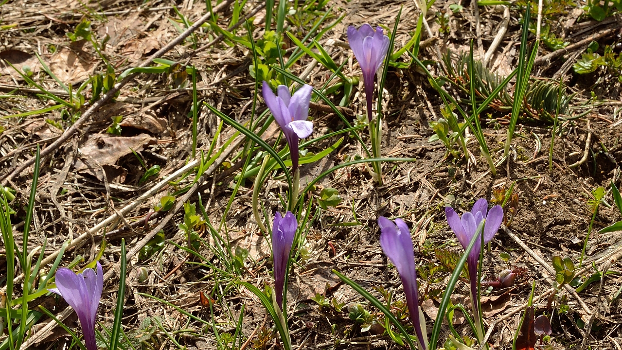 20140607-035-Moucherotte.jpg - Meme encore crocus a un endroit recemment denneige