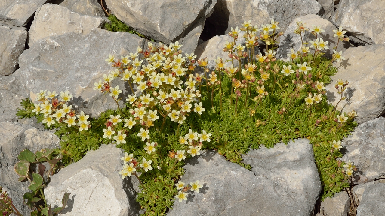 20140607-038-Moucherotte.jpg - Une petite saxifrage, p.-e. une saxifrage musquée ... mais qui normalement fleurit un peu plus tard; donc p.-e, une sillonnée