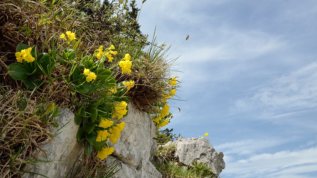 20140607-039-Moucherotte.jpg - Primeveres farineuses