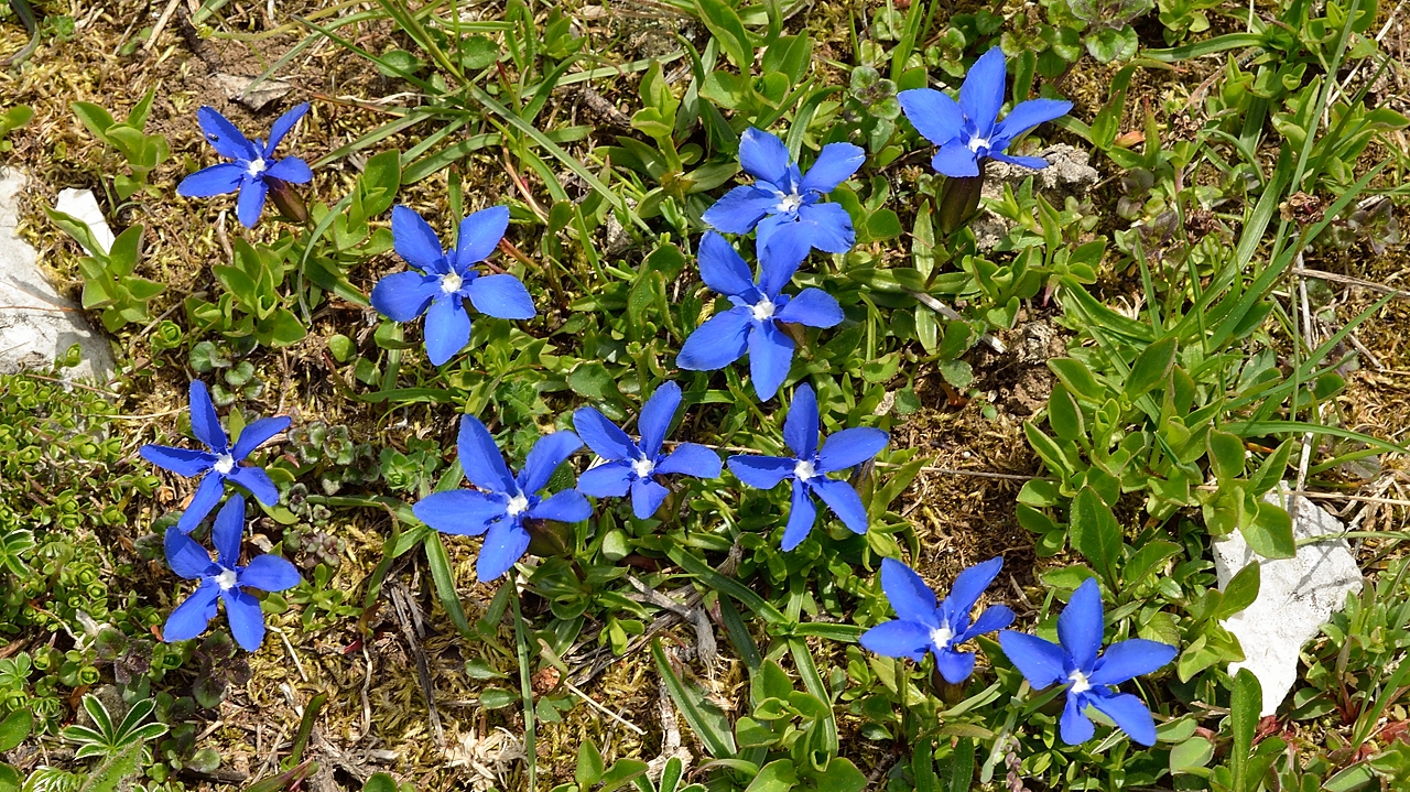 20140607-040-Moucherotte.jpg - Gentianes de printamps
