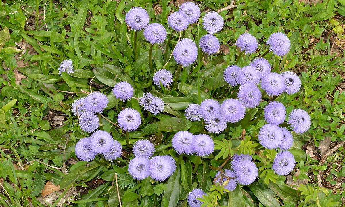 20140607-049-Moucherotte.jpg - Joli bouquet de globulaires