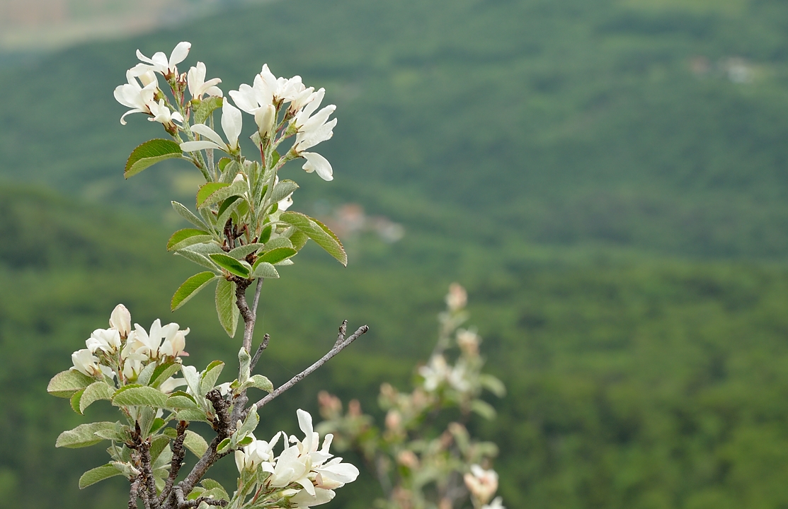 20140607-051-Moucherotte.jpg - Vers le sommet des pistes sur la crete: amelanchier