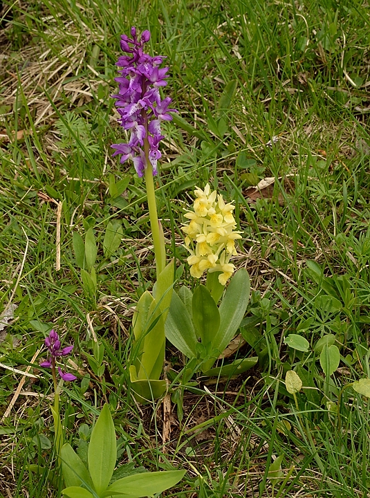20140607-052-Moucherotte.jpg - Orchis sureau, les deux variantes